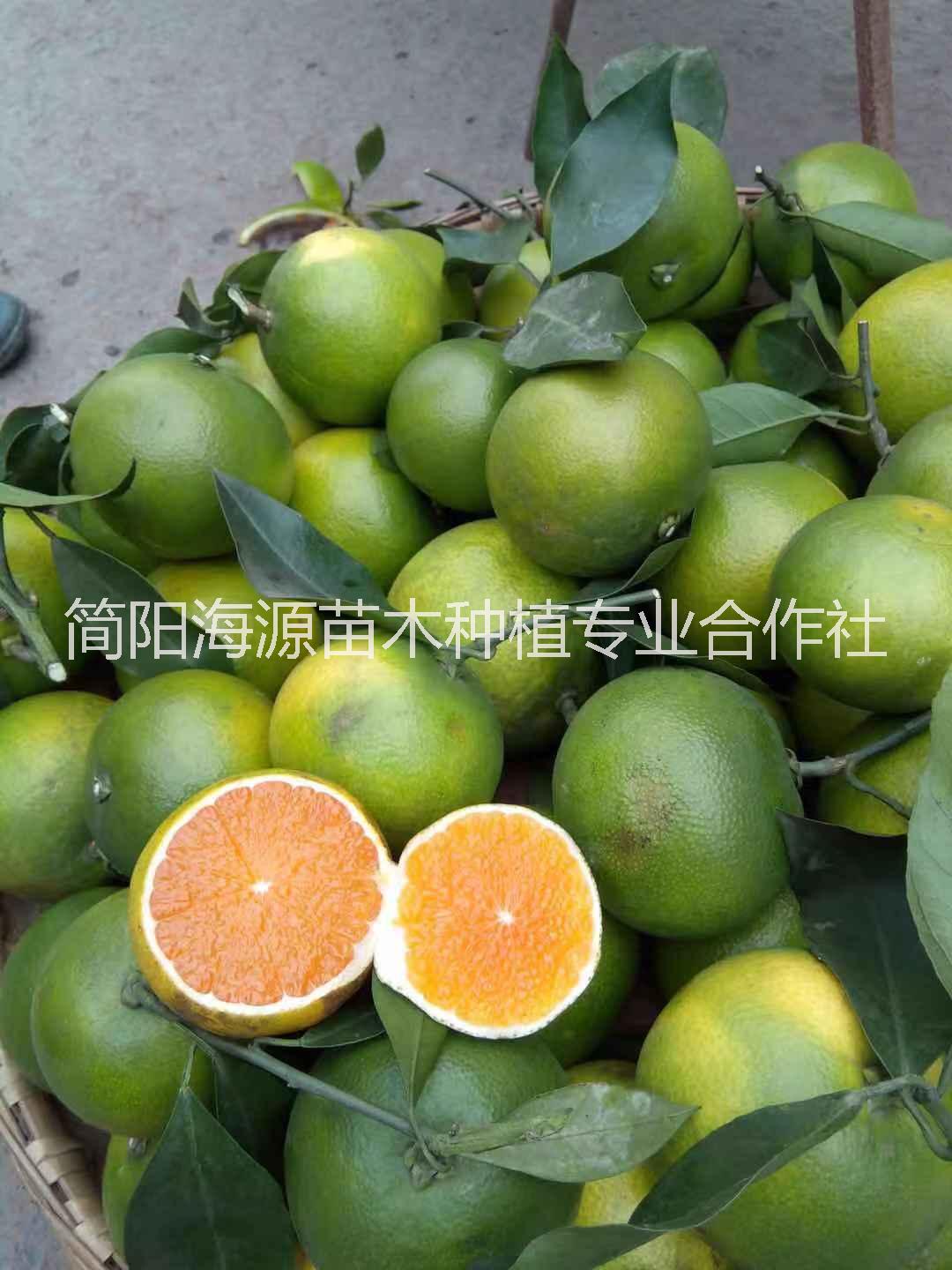四川柑橘愛媛38號(hào)種苗種植基地直銷價(jià)格