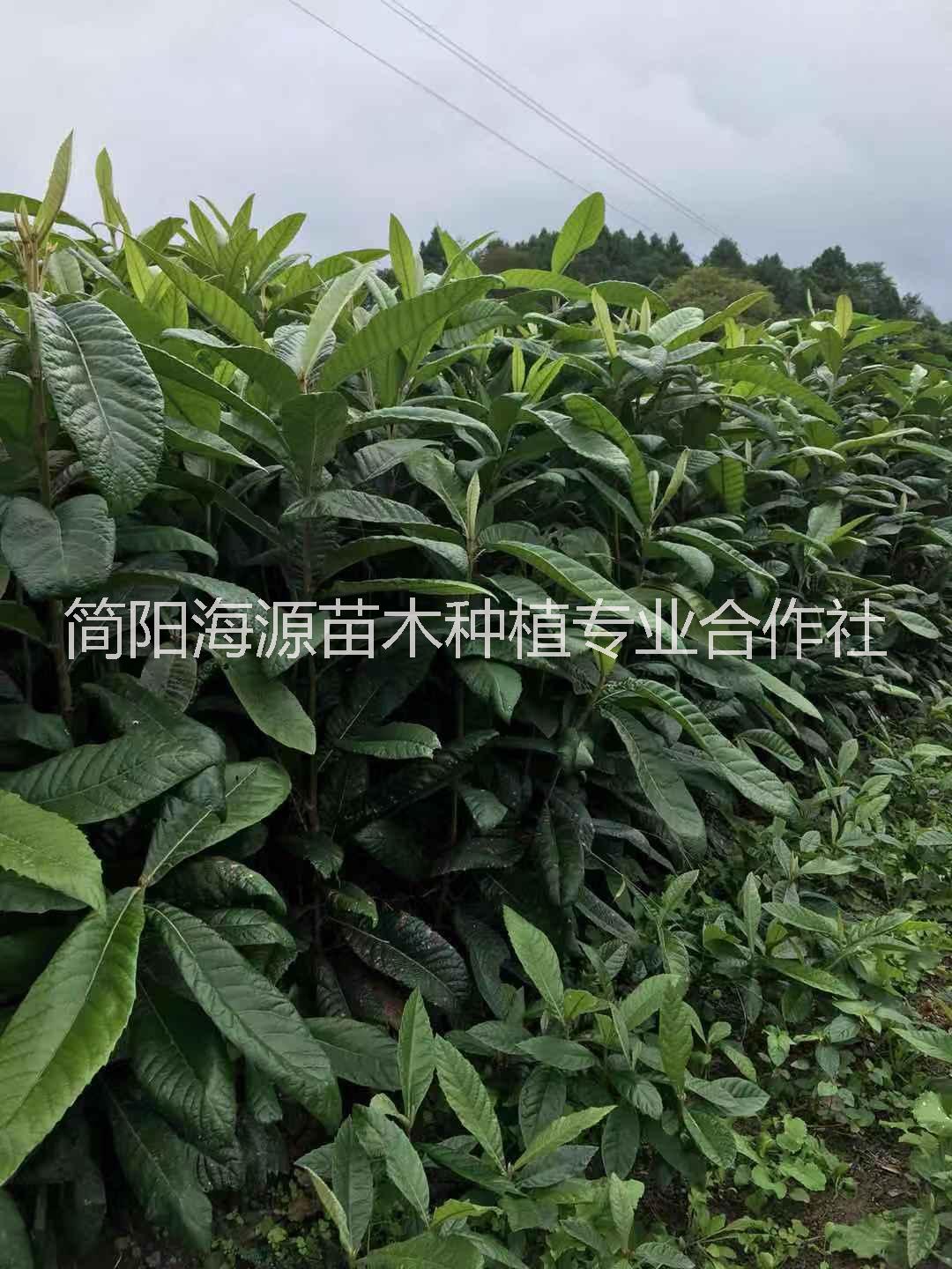 四川枇杷直生苗種植基地直銷價格