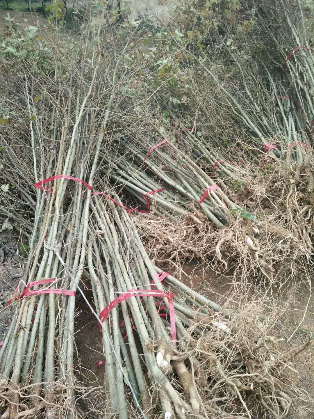 江西楓香基地 供應(yīng)楓香  直銷楓香 楓香報價 楓香哪家好 楓香價格 楓香哪里有賣 楓香多少錢 出售楓香 楓香基地