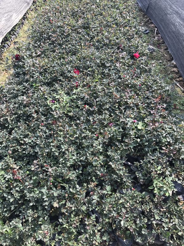 遼寧省2019年*的豐花月季0價格