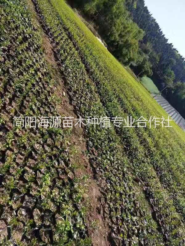 四川南充耙耙柑裸根苗種植基地銷售批發(fā)價格 高存活率