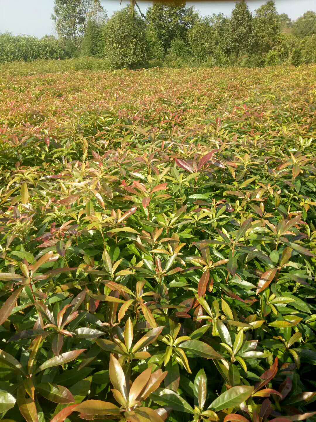 供應(yīng)優(yōu)質(zhì)   木荷苗   江西木荷苗  木荷苗批發(fā)   供應(yīng)批發(fā)木荷苗  木荷苗報價