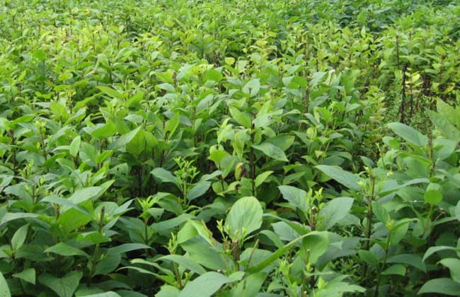 黃芩種子的種植方法，黃芩種子批發(fā)價(jià)格，黃芩種子種植效率 黃芩種子的種植方法，黃芩種子價(jià)格
