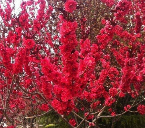 櫻花苗木