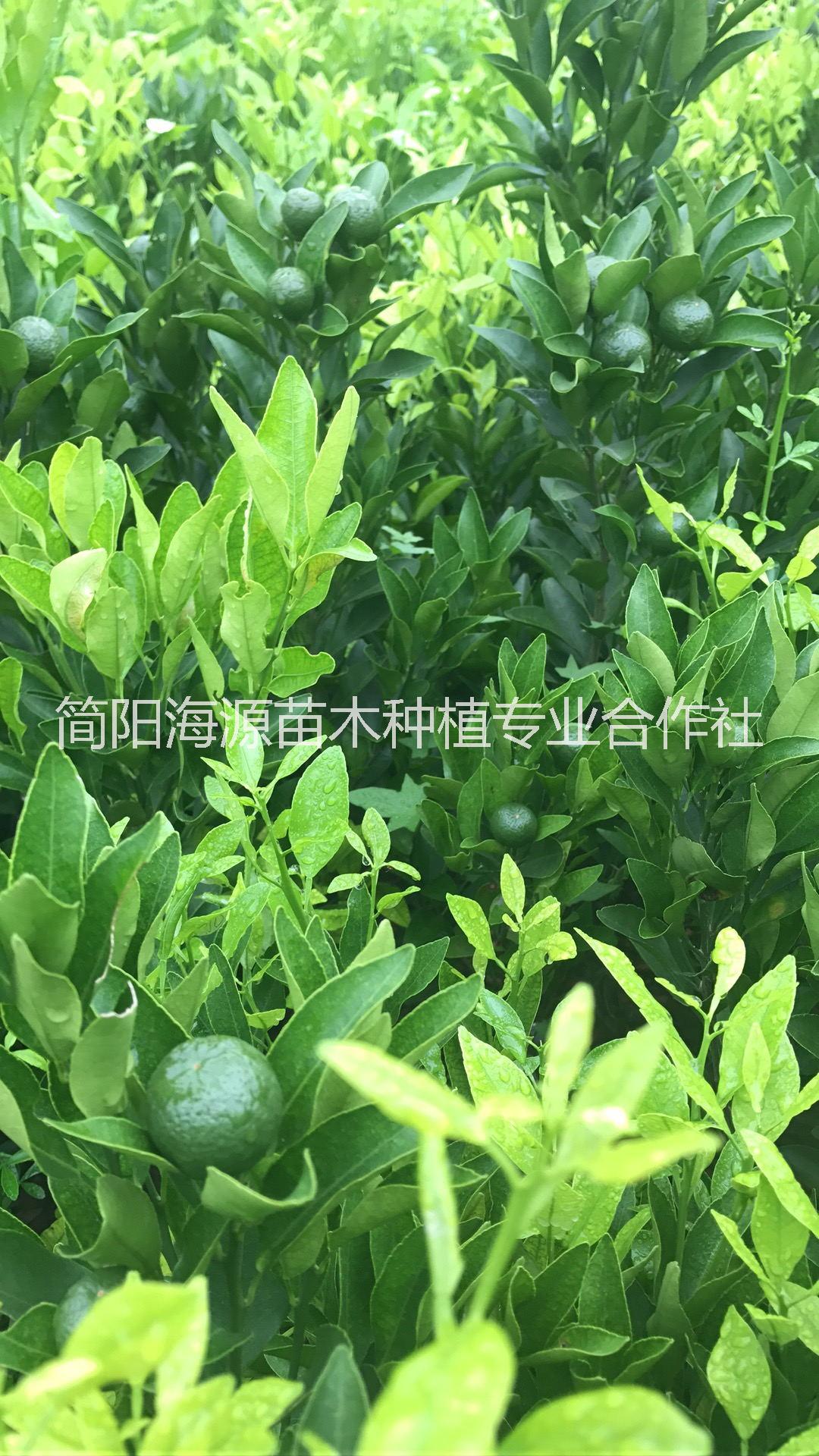 四川蘆柑椪柑苗種植基地直銷價格