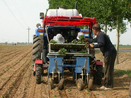 茄子栽苗機(jī)