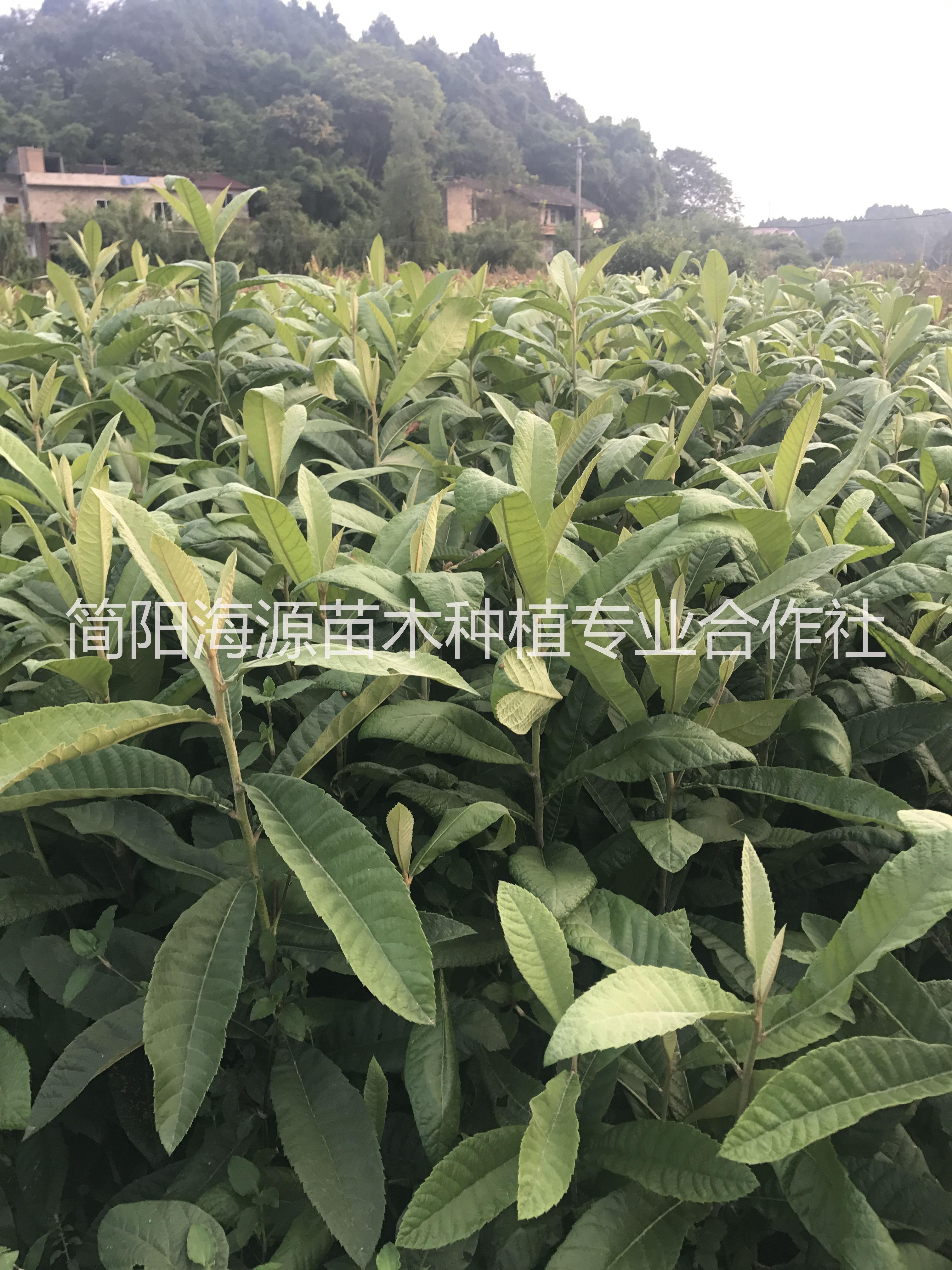四川枇杷直生苗種植基地直銷價格