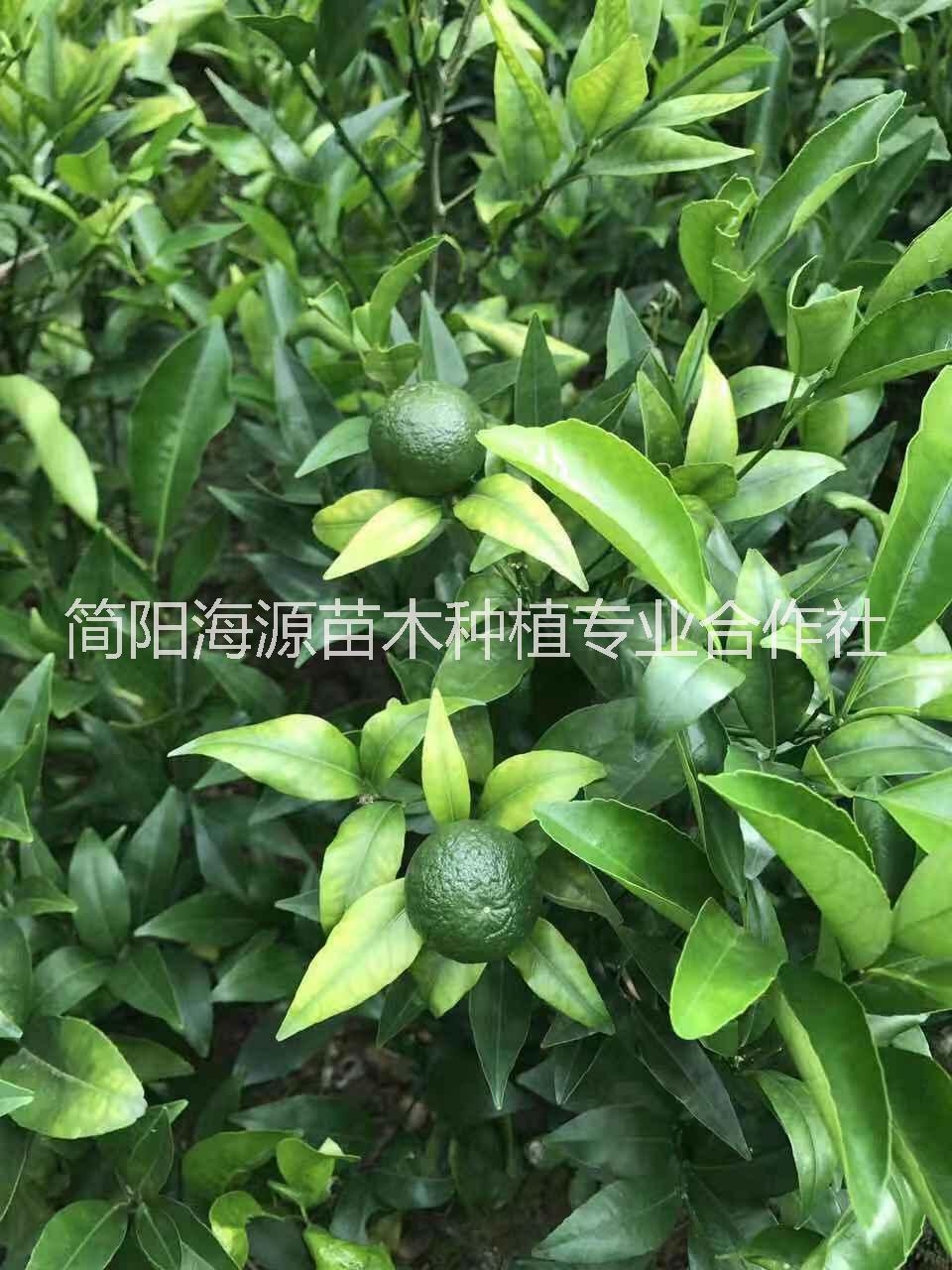 湖北沃柑苗種植基地直銷價(jià)格