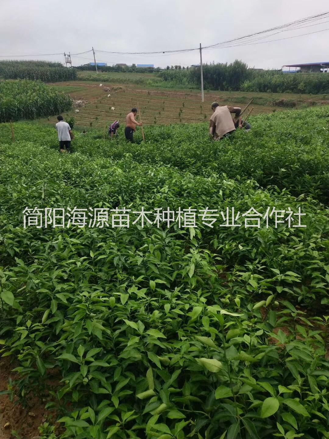 重慶春見柑橘苗種植基地直銷價格