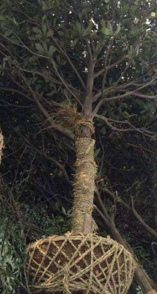 枇杷苗木 枇杷苗木種植基地 枇杷苗木種植基地 枇杷樹苗 批發(fā)枇杷苗木