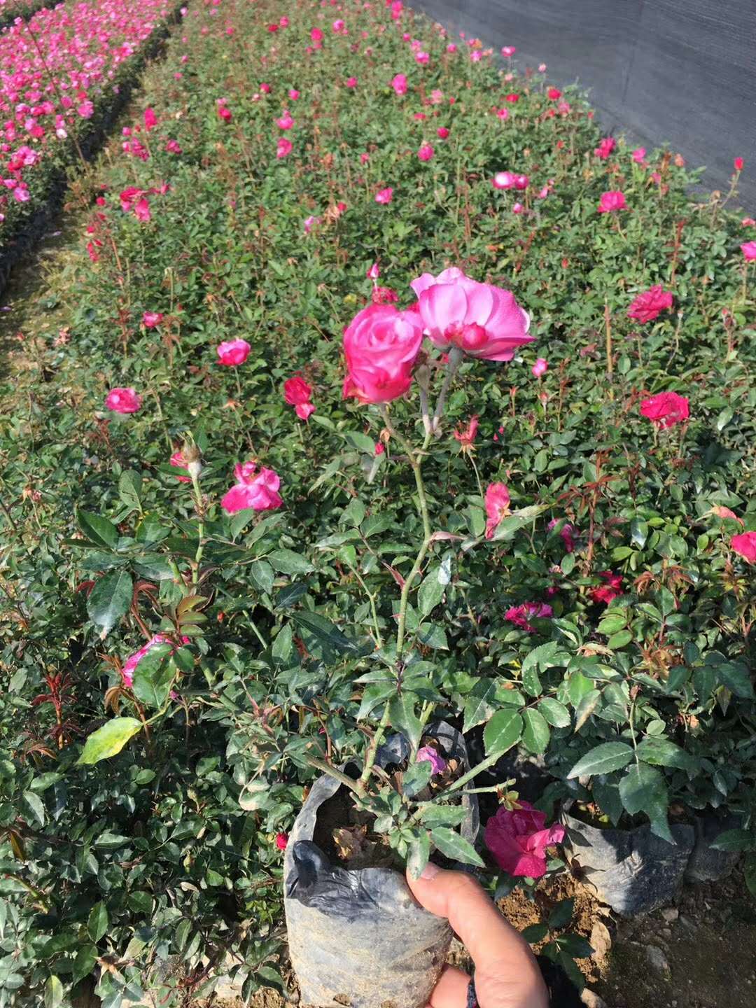 遼寧省2019年*的豐花月季0價格