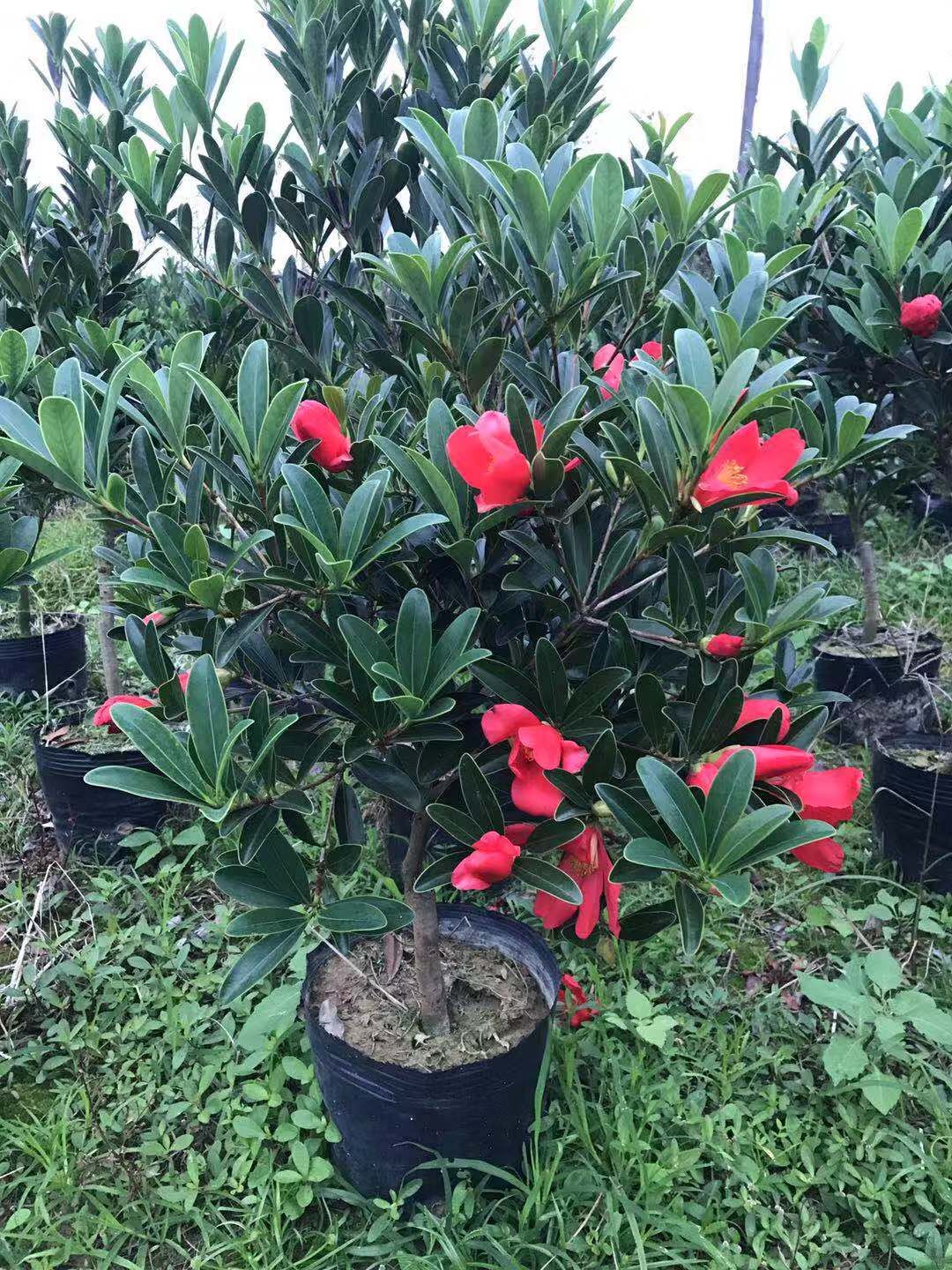 重慶四季*紅山茶花基地-供應(yīng)重慶四季*紅山茶花廠家批發(fā)報價價格表