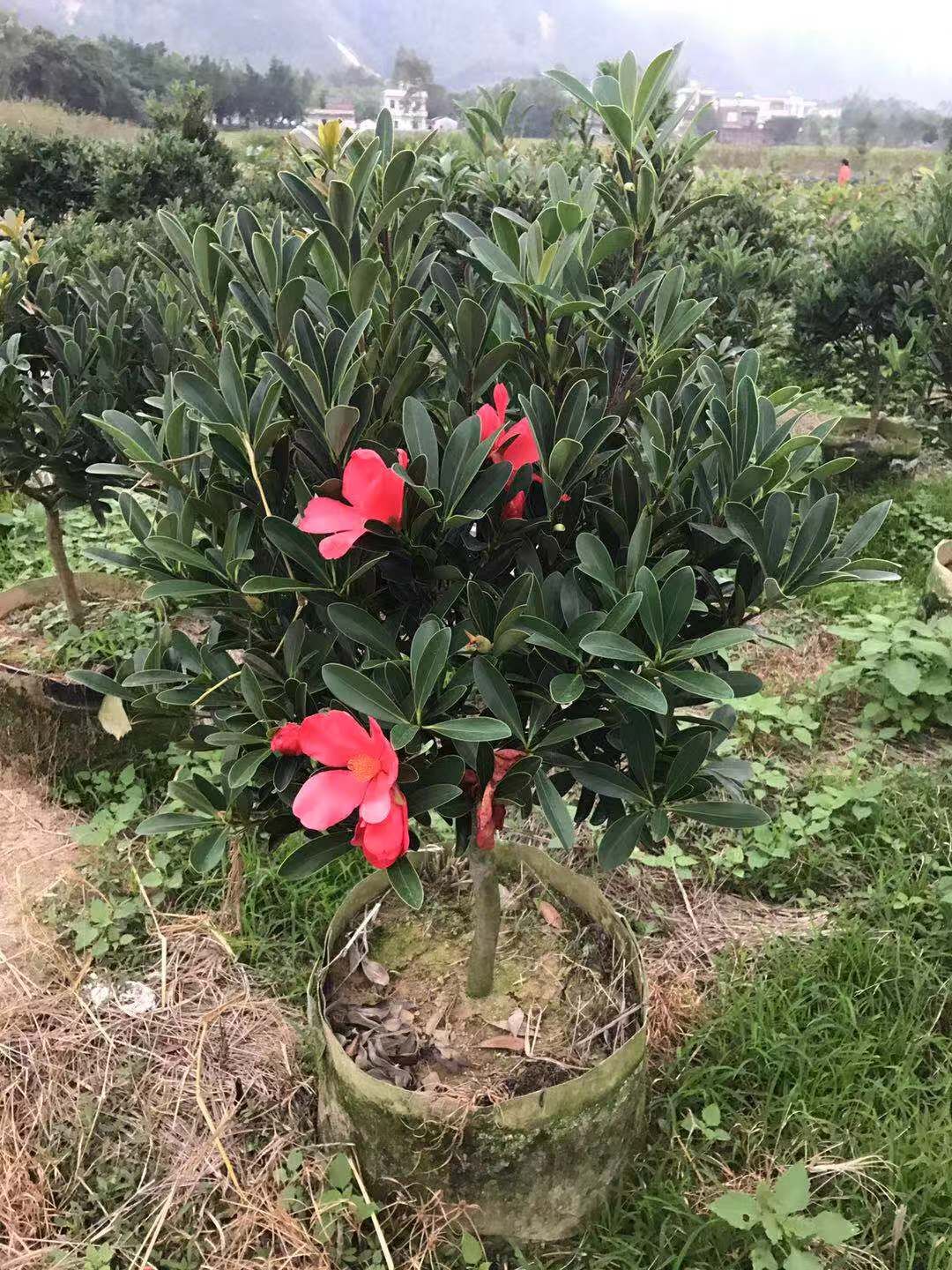 惠州四季*紅山茶花-梅州四季*紅山茶花基地/供應(yīng)商廠家批發(fā)報價價格表
