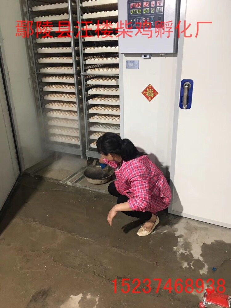 純柴雞苗，河南優(yōu)質(zhì)柴雞苗 純柴雞苗，河南優(yōu)質(zhì)柴雞苗 批發(fā)柴