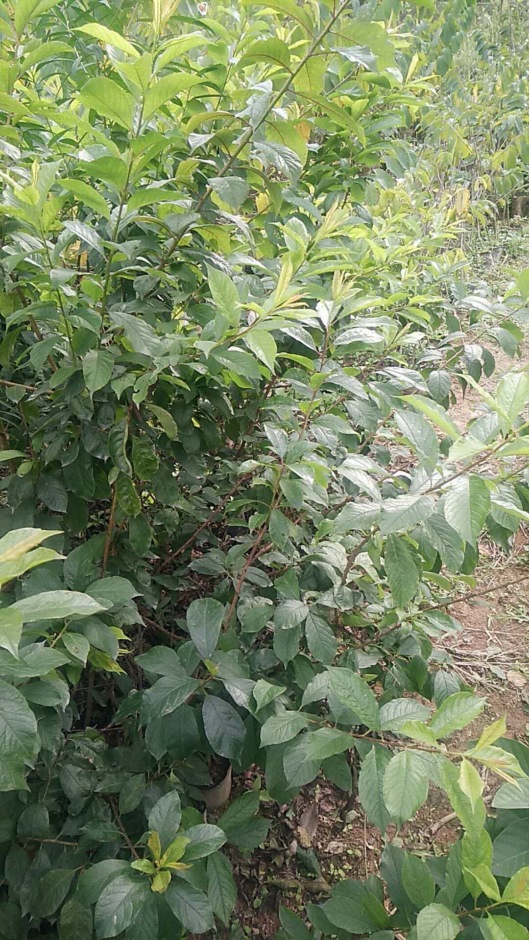 四月李苗 四月李苗批發(fā)  四月李苗批發(fā)價  四月李苗基地 福建四月李苗 四月李苗哪家好  福建四月李子苗供應(yīng)