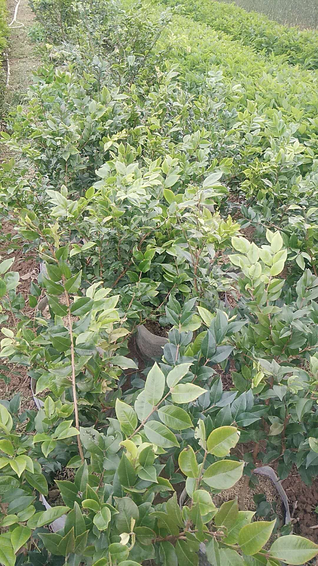 樹葡萄 樹葡萄苗基地 樹葡萄苗采購 樹葡萄苗價(jià)格 福建樹葡萄苗 優(yōu)質(zhì)樹葡萄苗 樹葡萄苗供應(yīng)商 樹葡萄苗批發(fā)價(jià)