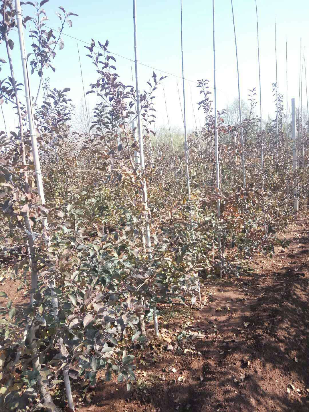 了解m9t337矮化蘋果苗價(jià)值