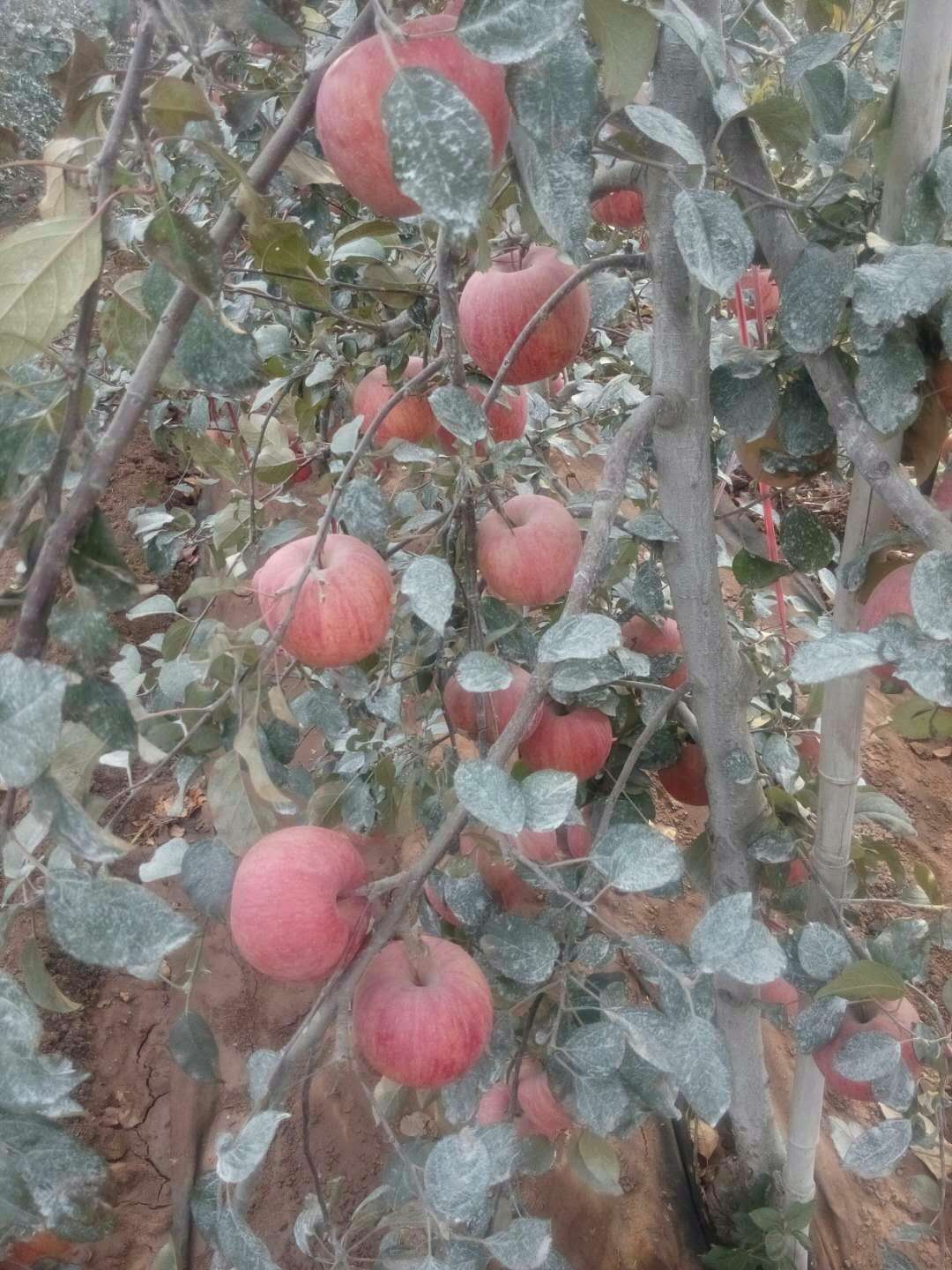 了解m9t337矮化蘋果苗培育方法