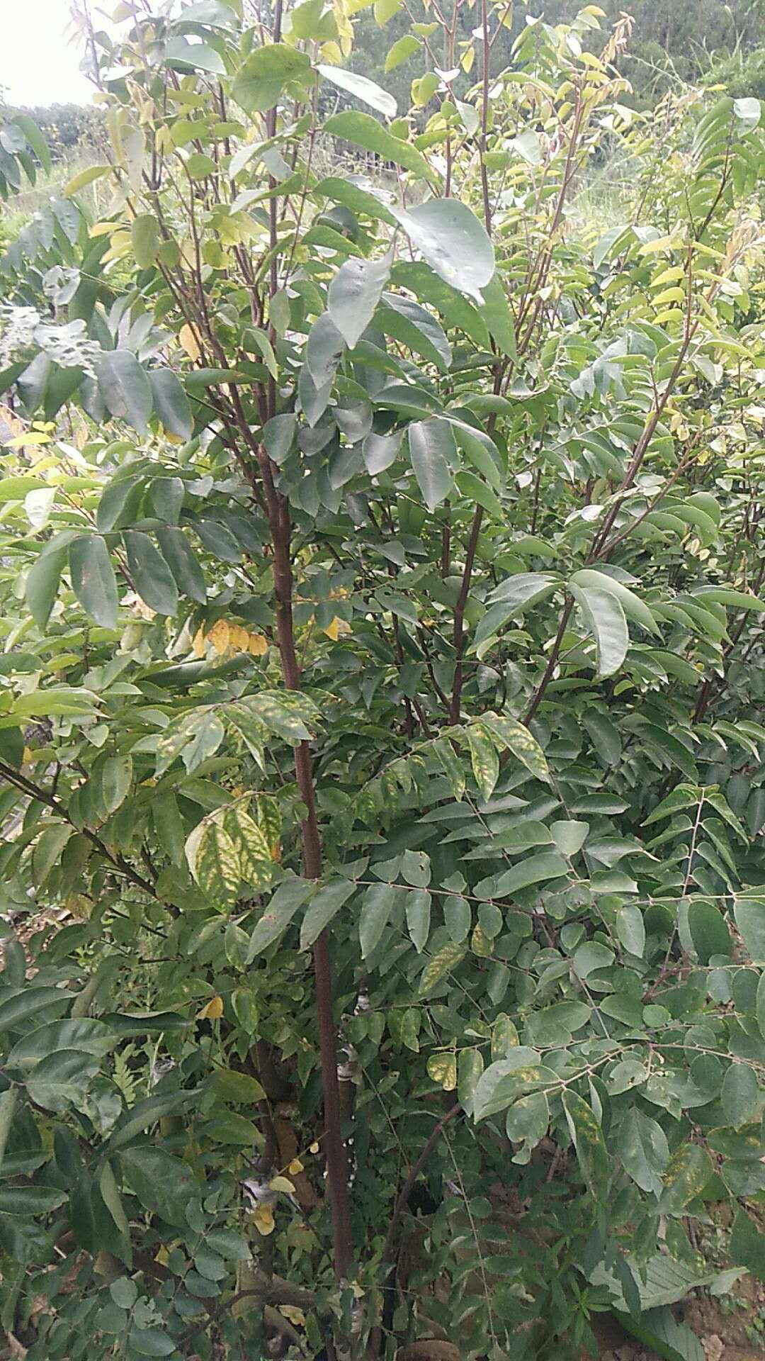 楊桃苗 楊桃苗種植基地 福建漳州楊桃苗 楊桃苗基地 優(yōu)質(zhì)楊桃苗 楊桃苗供應(yīng)商  楊桃苗*出售 楊桃苗價(jià)格