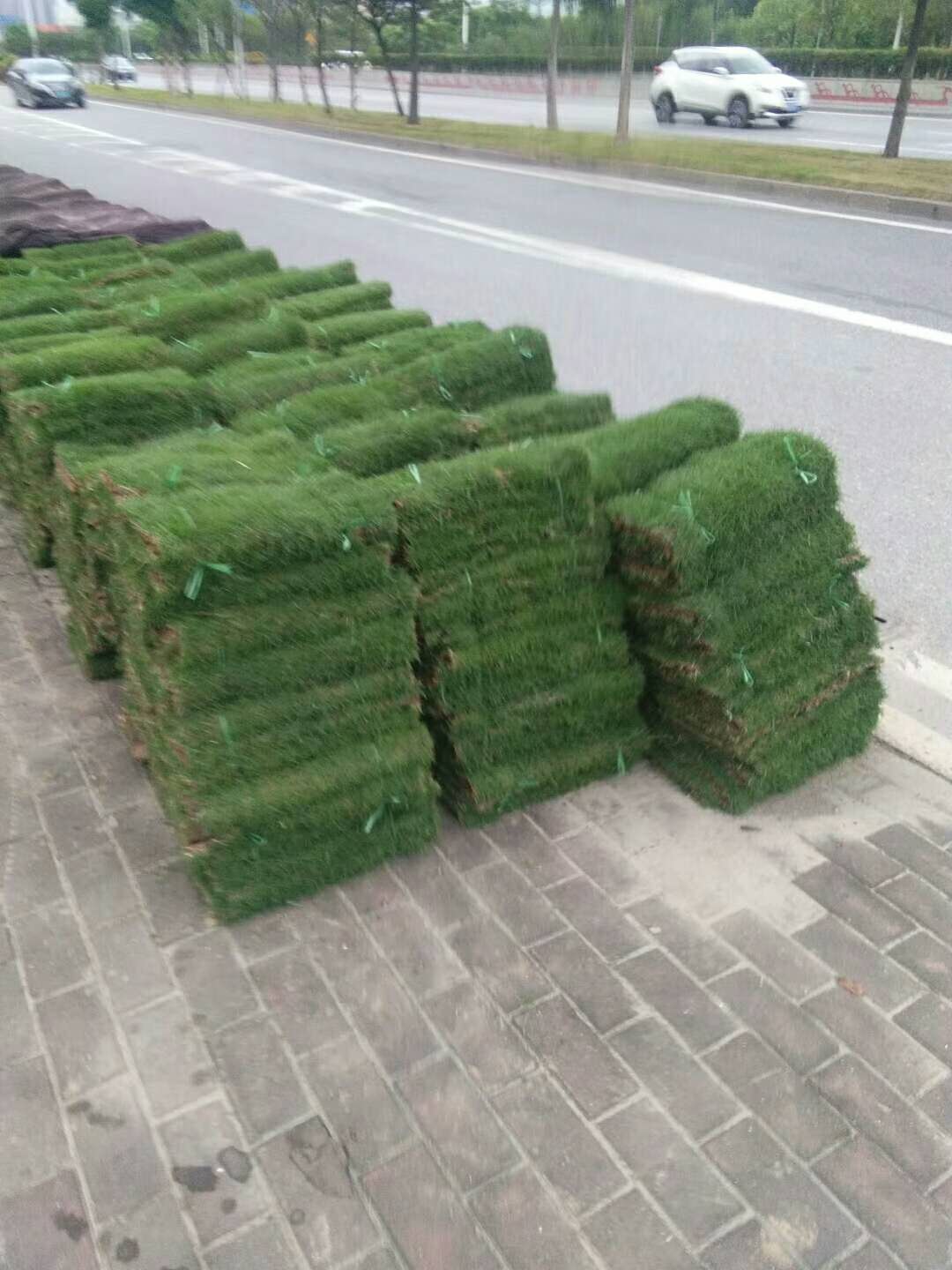 什么時間種植馬尼拉草效果比較好？ 馬尼拉草卷