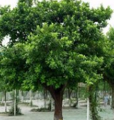 小葉榕盆景 小葉榕盆景報價表  小葉榕盆景批發(fā)價 小葉榕盆景報價 小葉榕盆景圖片小葉榕盆景供應商