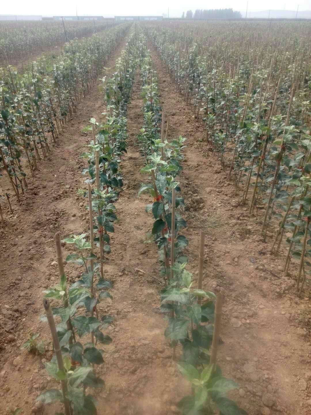 了解m9t337蘋(píng)果苗的用途