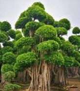 造型榕樹景觀 造型榕樹景觀生產商 造型榕樹景觀批發(fā)價 造型榕樹景觀報價 造型榕樹景觀供應商 造型榕樹景觀批發(fā)
