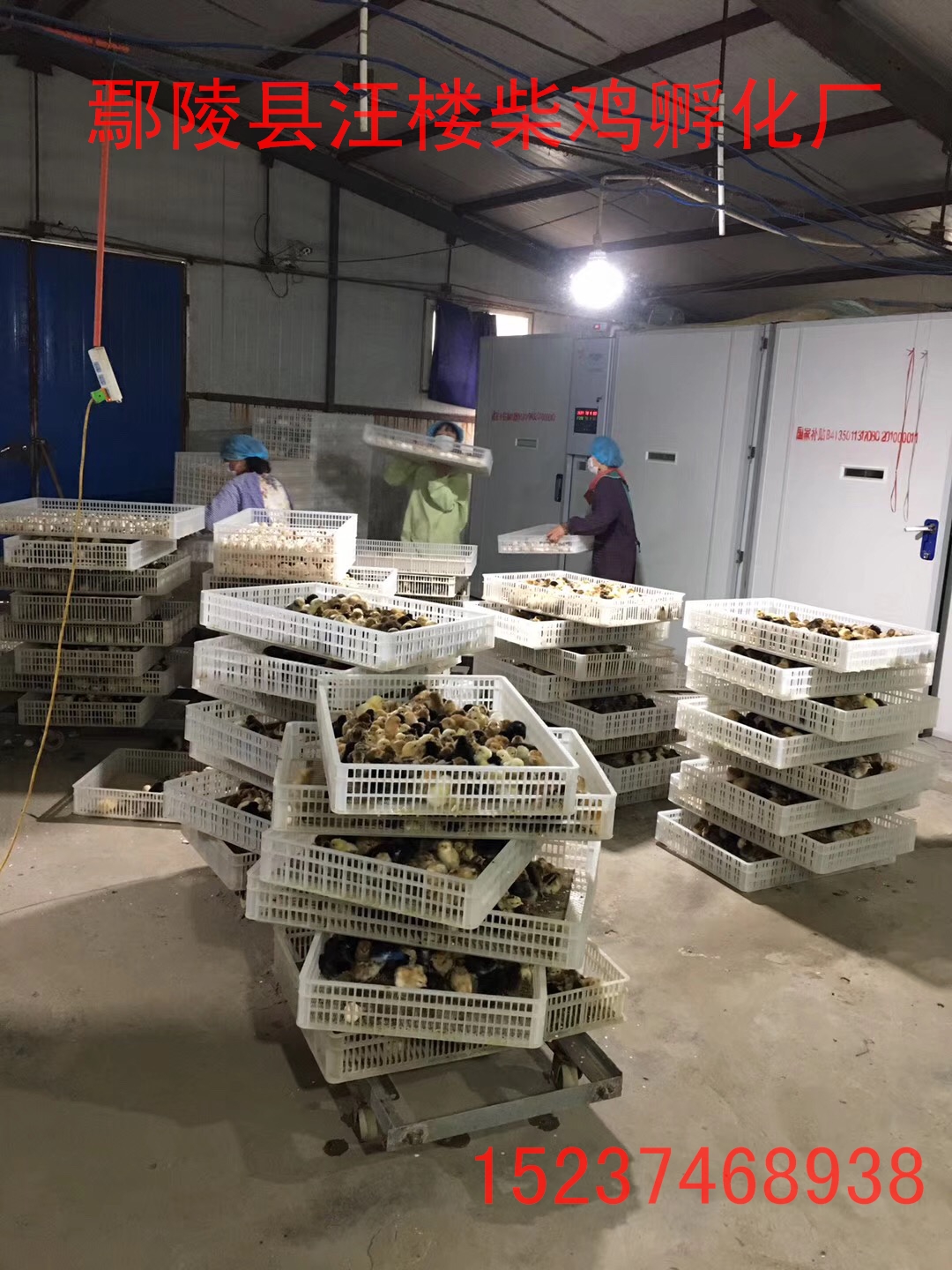 純柴雞苗，河南優(yōu)質(zhì)柴雞苗 純柴雞苗，河南優(yōu)質(zhì)柴雞苗 批發(fā)柴