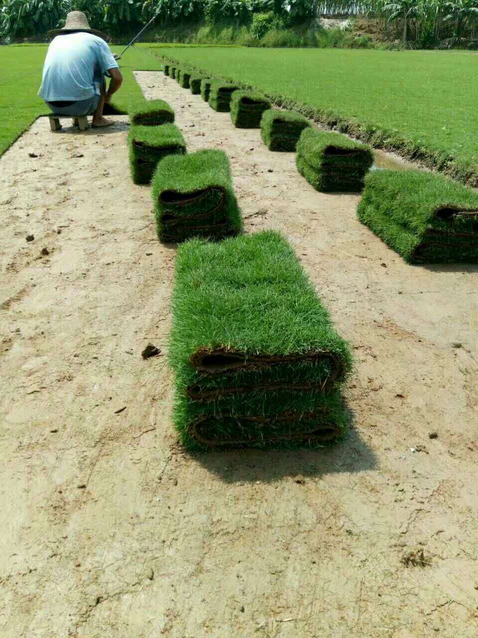 什么時間種植馬尼拉草效果比較好？ 馬尼拉草卷