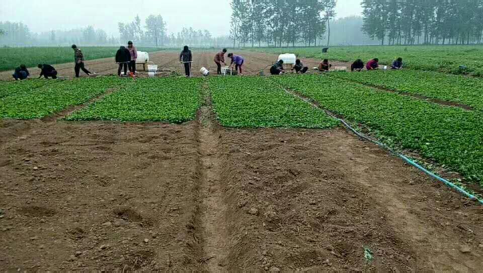 白芷種子種植，白芷種子價格，種植白芷的效益 白芷種子的繁殖方法 白芷種子的價格 白芷種子的價格，白芷種子種植方法