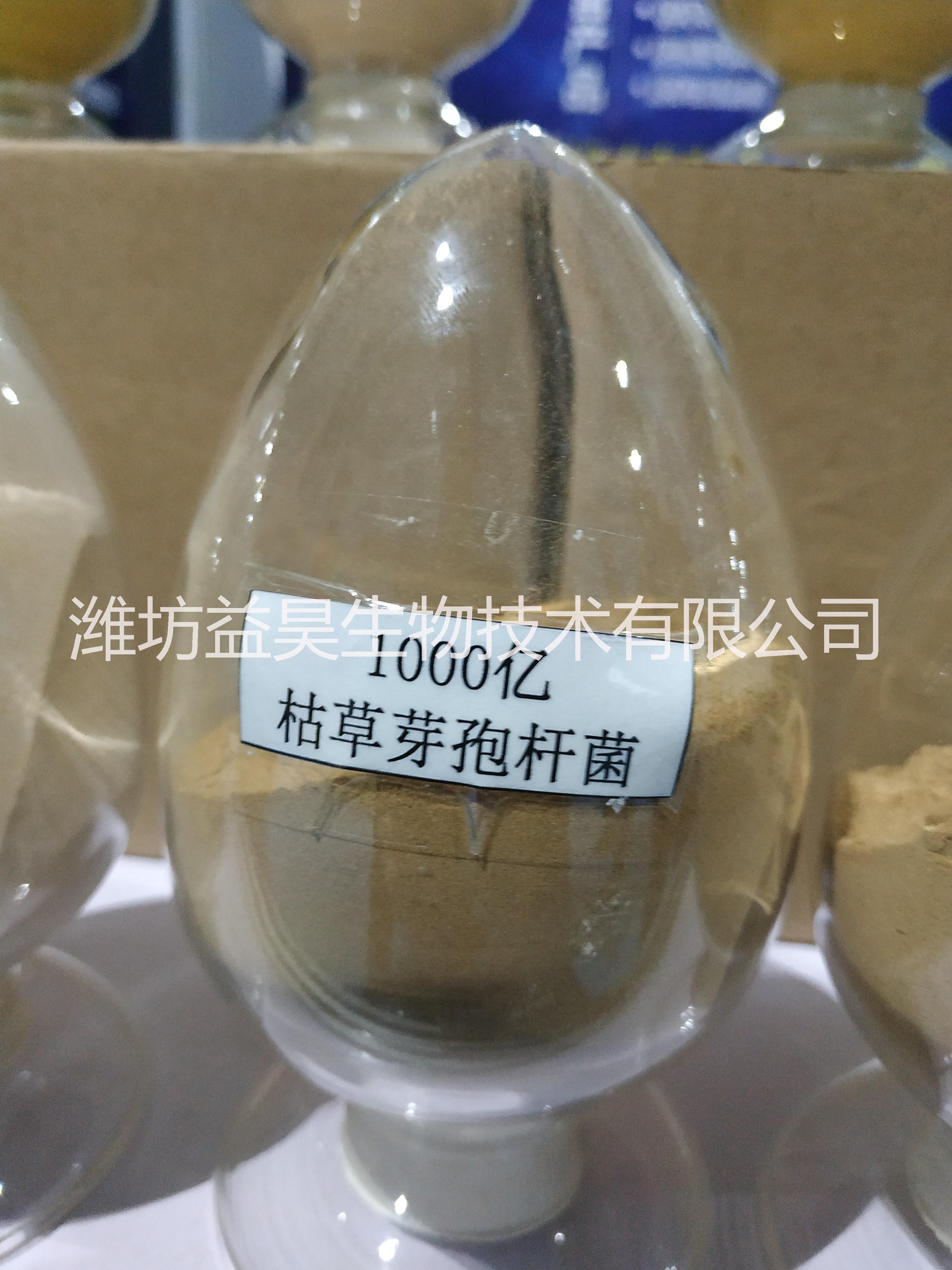 肥料廠用東北枯草芽孢桿菌廠家
