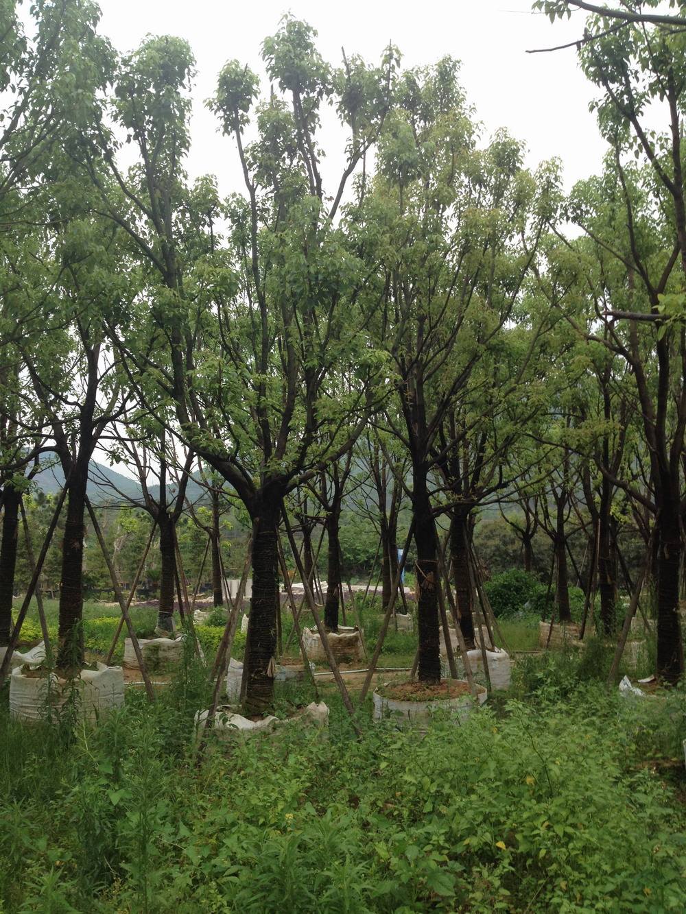 江蘇香樟，江蘇香樟種植基地，江蘇香樟種植苗圃，江蘇香樟成活率高，江蘇香樟供應(yīng)商