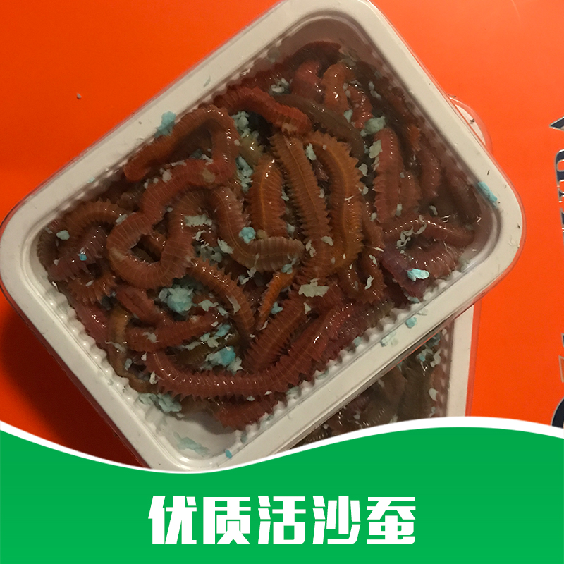 活沙蠶 *活沙蠶價(jià)格 *活沙蠶批發(fā) 沙蠶活餌 海蠶 釣魚餌 廠家直銷 品質(zhì)保障