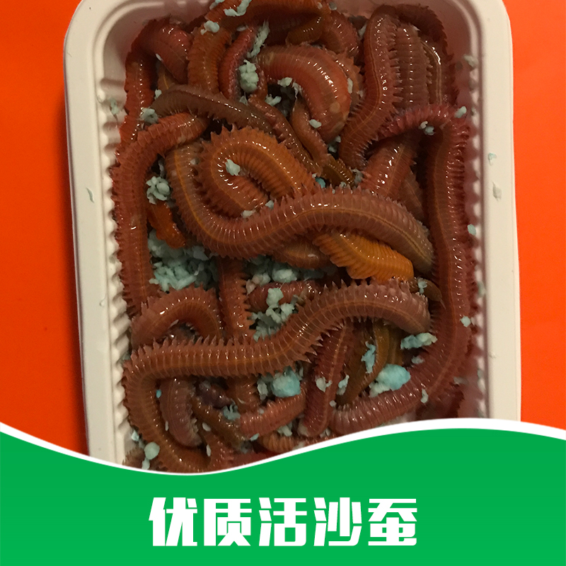 活沙蠶 *活沙蠶價(jià)格 *活沙蠶批發(fā) 沙蠶活餌 海蠶 釣魚餌 廠家直銷 品質(zhì)保障