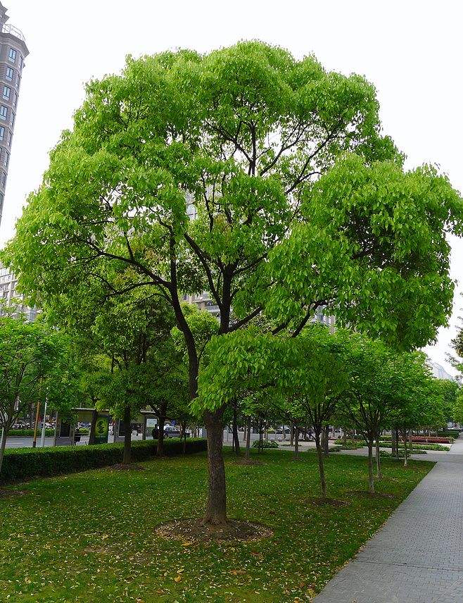 江蘇香樟，江蘇香樟種植基地，江蘇香樟種植苗圃，江蘇香樟成活率高，江蘇香樟供應(yīng)商