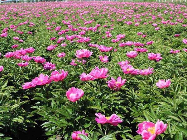 白芍栽培技術(shù) 訂購熱線：13856700038