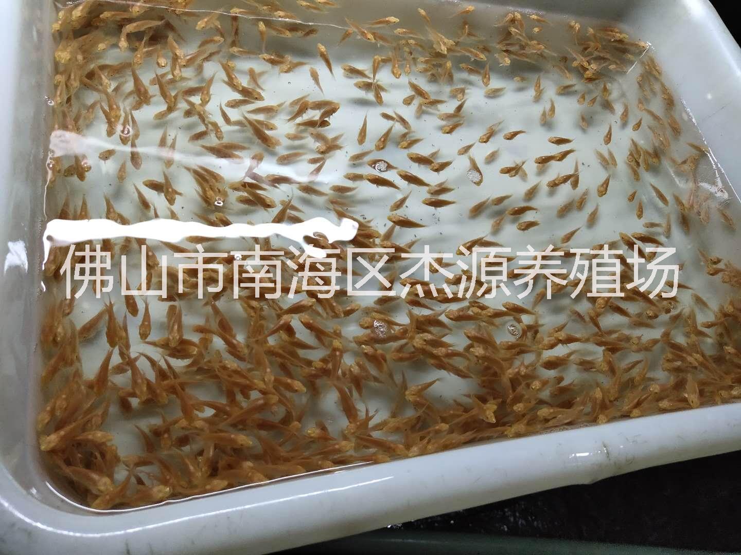 地圖魚(yú)苗-地圖苗養(yǎng)殖場(chǎng)/廠家批發(fā)