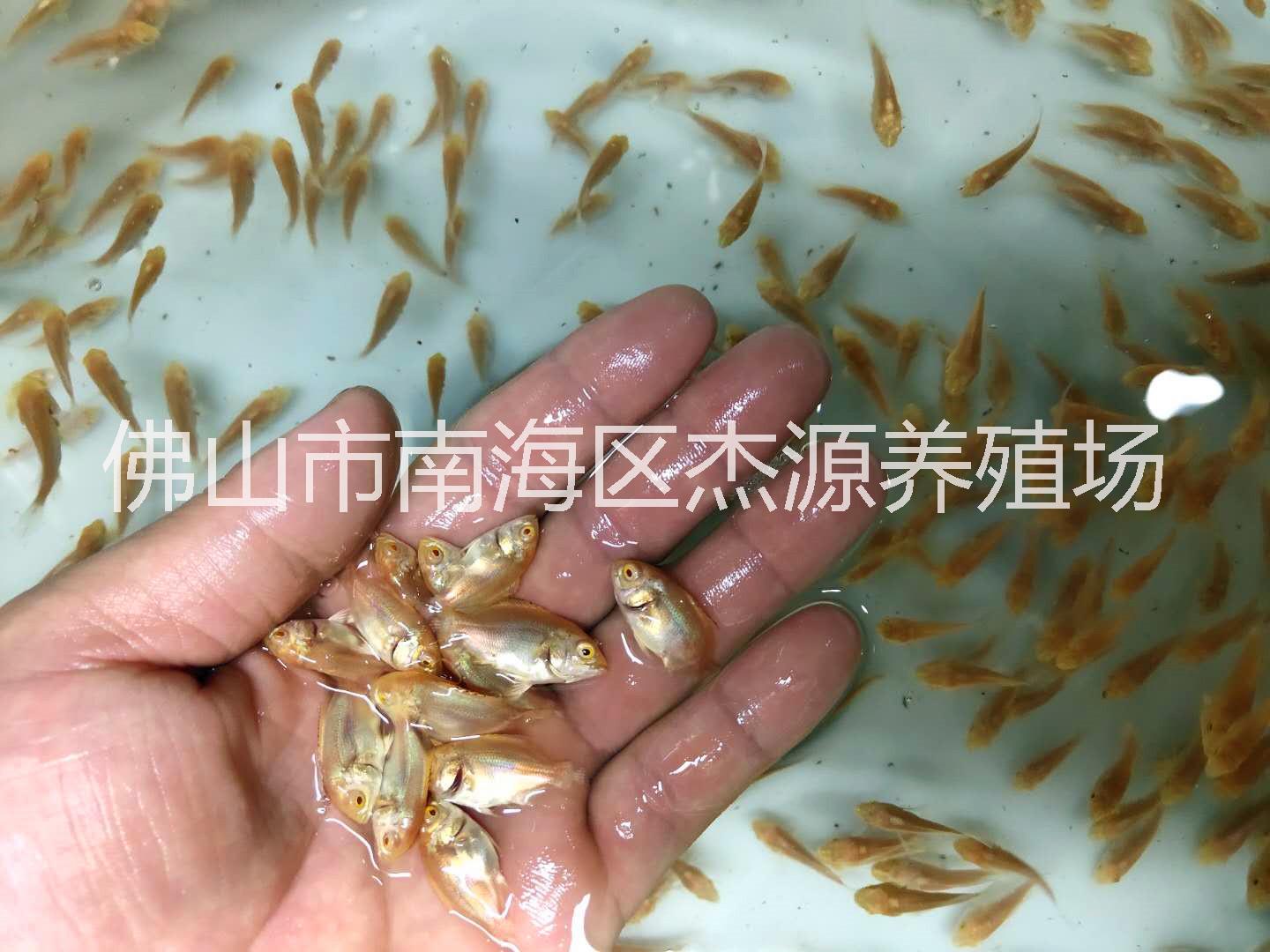 廣州地圖魚(yú)-地圖魚(yú)批發(fā)地圖魚(yú)廠(chǎng)家地圖魚(yú)繁殖場(chǎng)價(jià)格