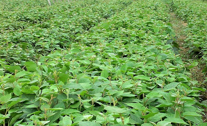 高州砂糖桔苗批發(fā)基地 出售砂糖桔子苗價(jià)格