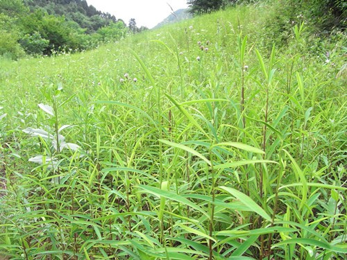 柴胡 廠家專業(yè)種植柴胡 多年種植經(jīng)驗 訂購熱線：13856700038