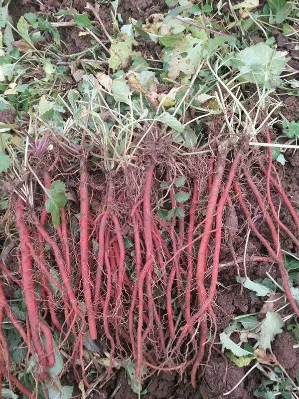 丹參苗 專業(yè)種植丹參苗 訂購熱線：13856700038