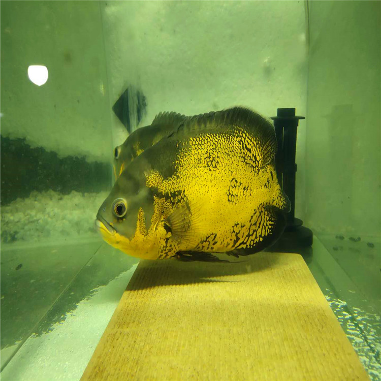 黑地圖種魚-黑地圖種魚廠家批發(fā)價格報價/廣州地圖魚繁殖場