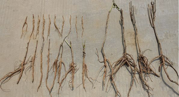 鳳丹 專業(yè)種植鳳丹 訂購(gòu)熱線：13856700038