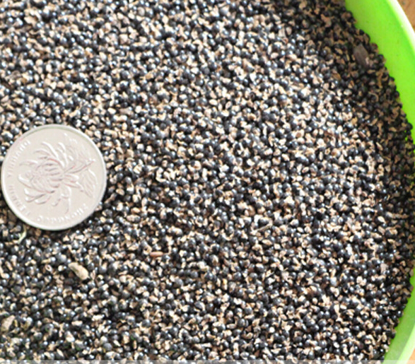 紫花地丁 安徽亳州廠家種植紫花地丁 訂購(gòu)熱線：13856700038