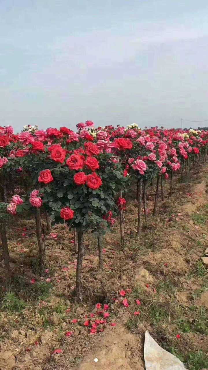 南陽高桿月季花種苗苗圃基地直銷 高存活率