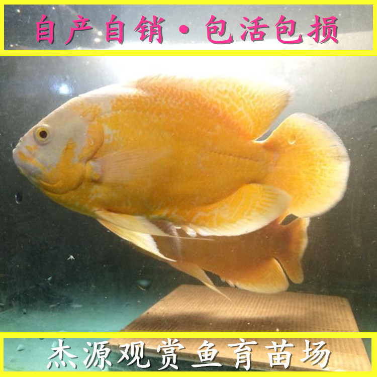 天津地圖魚-地圖魚廠家 地圖魚價格 地圖魚批發(fā)
