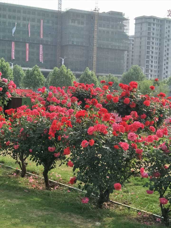 南陽高桿月季花種苗苗圃基地直銷 高存活率