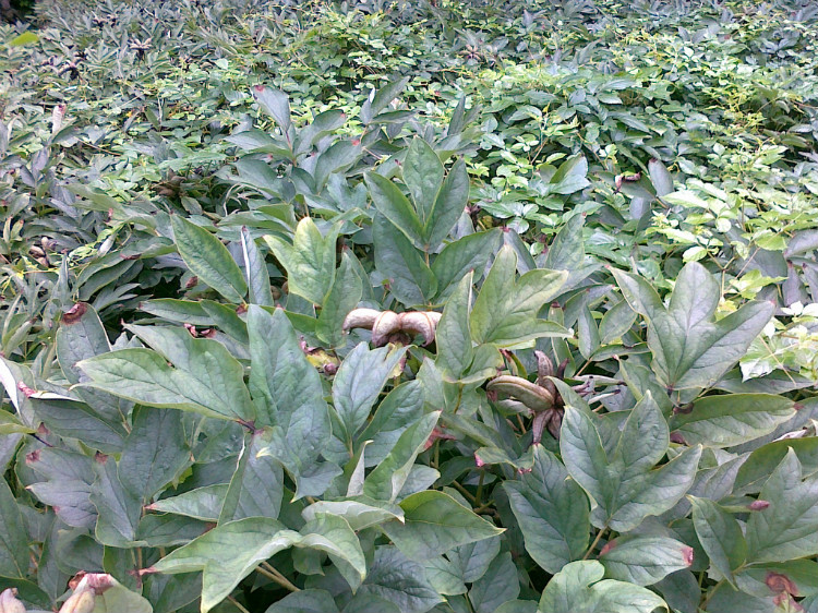 鳳丹 專業(yè)種植鳳丹 訂購(gòu)熱線：13856700038