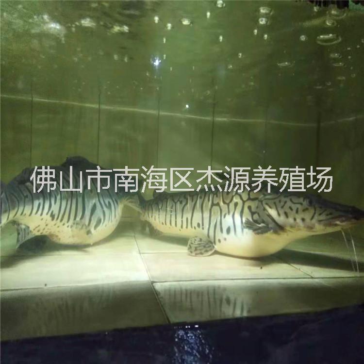 鴨嘴鯊種魚(yú)-鴨嘴鯊種魚(yú)廠家批發(fā)價(jià)格報(bào)價(jià)/廣州鴨嘴鯊繁殖場(chǎng)