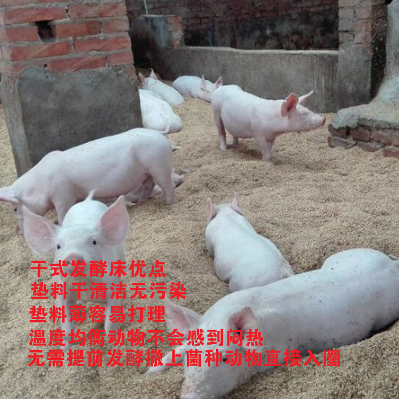 發(fā)酵床菌劑 環(huán)保養(yǎng)殖無糞尿排放